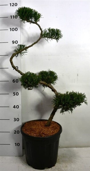 Juniperus pfitzeriana 'Mint Julep' forme en S 80 cm C20