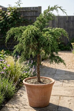 Juniperus pfitzeriana 'Mint Julep' sur tige 100 cm C500