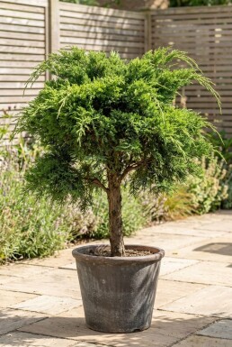 Juniperus pfitzeriana 'Mint Julep' sur tige 100 cm C500