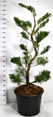 Juniperus pfitzeriana 'Mint Julep' bonsaï 125-150 cm C65