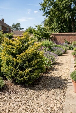 Juniperus pfitzeriana 'Old Gold' arbuste 40-50 cm C7.5