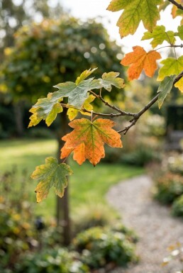 Acer campestre 'Nanum' demi-tige hauteur de tige 150 cm C10