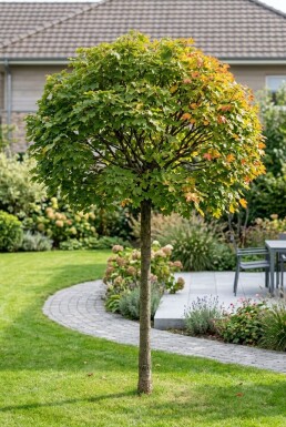 Acer campestre 'Nanum' demi-tige hauteur de tige 120 cm C15