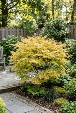 Acer palmatum 'Dissectum Flavescens' arbuste 125-150 cm C10