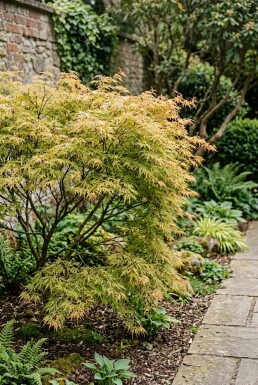 Acer palmatum 'Dissectum Flavescens' arbuste 125-150 cm C10
