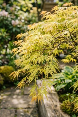 Acer palmatum 'Dissectum Flavescens' arbuste 125-150 cm C10