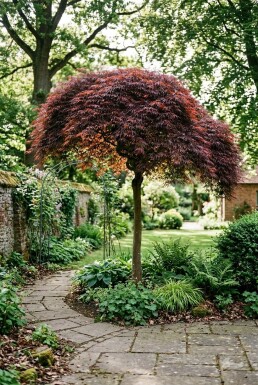 Acer palmatum 'Tamukeyama' demi-tige 90 cm de tige C10