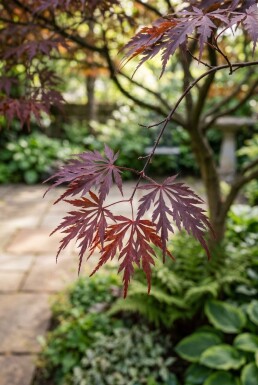 Acer palmatum 'Tamukeyama' demi-tige 90 cm de tige C10