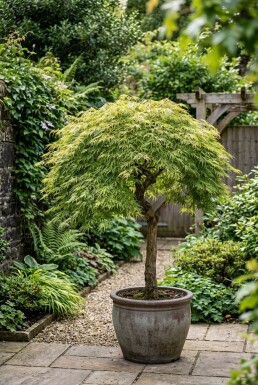 Acer palmatum 'Dissectum Viridis' demi-tige 90 cm C10