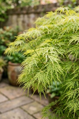 Acer palmatum 'Dissectum Viridis' demi-tige 90 cm C10