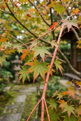 Acer palmatum 'Sango-kaku' arbuste 125-150 cm C10