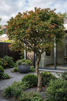 Acer palmatum 'Shishigashira' demi-tige 90 cm C10