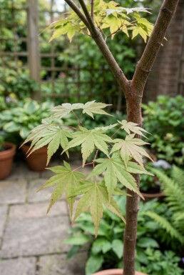 Acer palmatum 'Starfish' demi-tige 90 cm C35