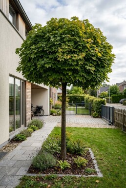 Acer platanoides 'Globosum' demi-tige 110 cm C10