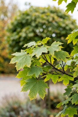 Acer platanoides 'Globosum' demi-tige 110 cm C10