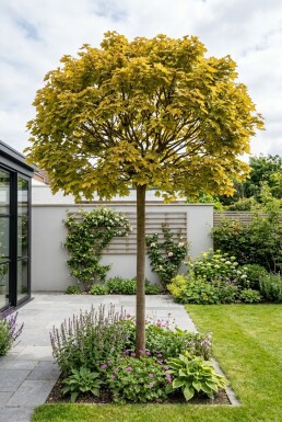 Acer platanoides 'Golden Globe' demi-tige 150 cm C10