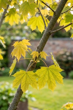 Acer platanoides 'Golden Globe' demi-tige 150 cm C10