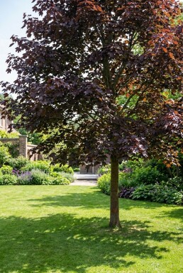 Acer platanoides 'Royal Red' demi-tige hauteur de tige 110 cm C10