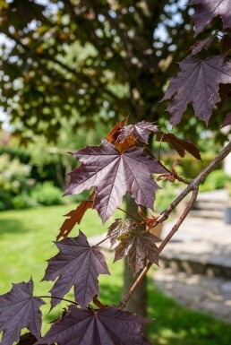 Acer platanoides 'Royal Red' demi-tige hauteur de tige 110 cm C10