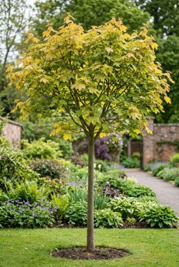 Acer pseudoplatanus 'Brilliantissimum' demi-tige 150 cm C10