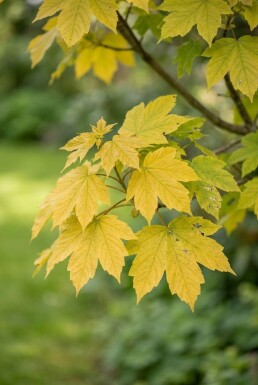 Acer pseudoplatanus 'Brilliantissimum' demi-tige 150 cm C10