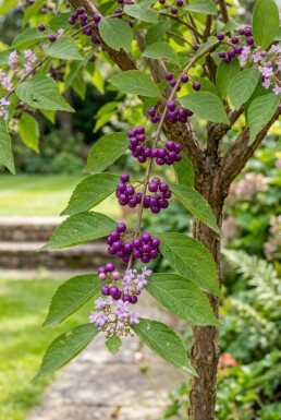 Callicarpa bodinieri 'Profusion' demi-tige hauteur de tige 120 cm C10