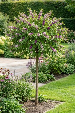 Callicarpa bodinieri 'Profusion' demi-tige hauteur de tige 90 cm C10