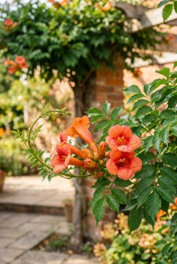 Campsis tagliabuana 'Fire Trumpet' demi-tige 80 cm C10