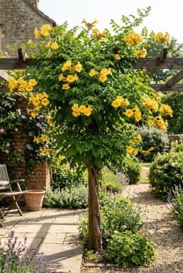 Campsis tagliabuana 'Gold Trumpet' demi-tige 80 cm C10