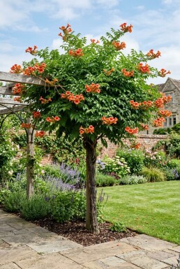 Campsis tagliabuana 'Indian Summer' demi-tige 80 cm C10
