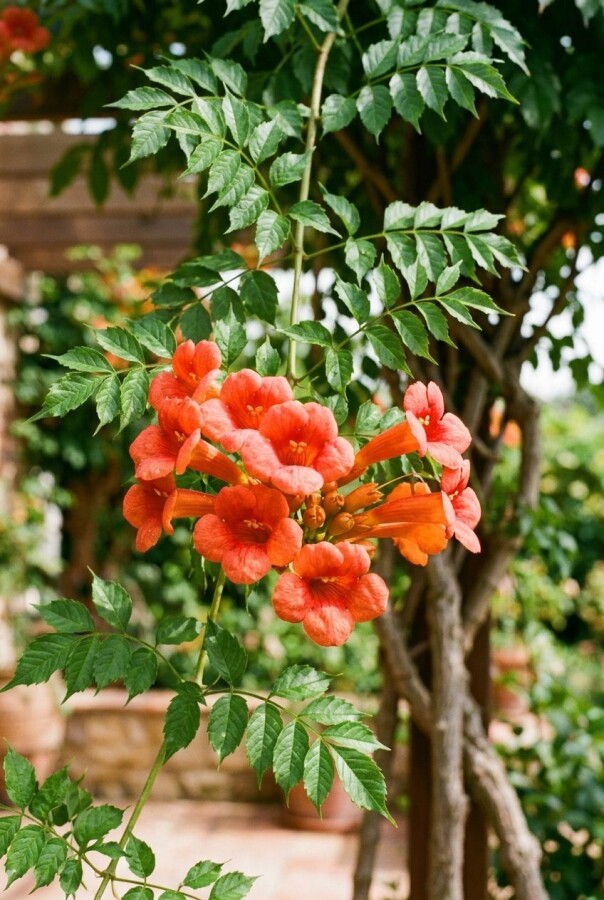 Campsis tagliabuana 'Indian Summer' demi-tige 80 cm C10
