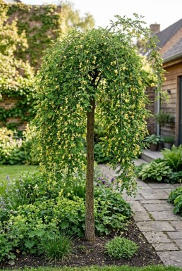 Caragana arborescens 'Pendula' demi-tige 120 cm C10