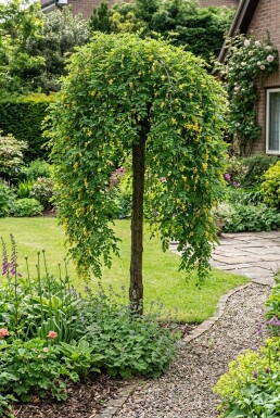 Caragana arborescens 'Pendula' demi-tige 120 cm C10