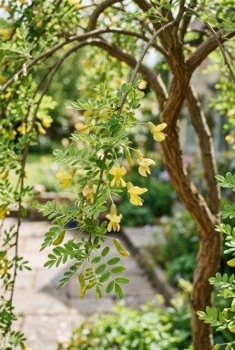 Caragana arborescens 'Pendula' demi-tige 120 cm C10