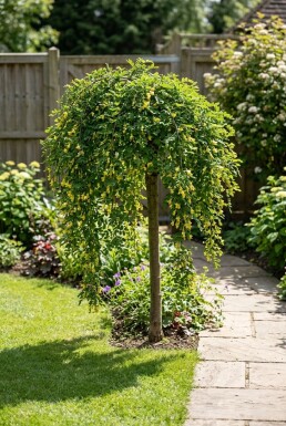 Caragana arborescens 'Walker' demi-tige 90 cm C10