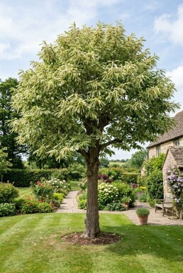 Castanea sativa 'Variegata' demi-tige 120 cm C10
