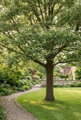 Castanea sativa 'Variegata' demi-tige 120 cm C10