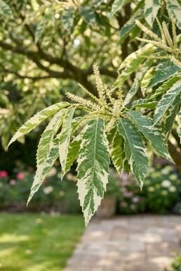 Castanea sativa 'Variegata' demi-tige 120 cm C10