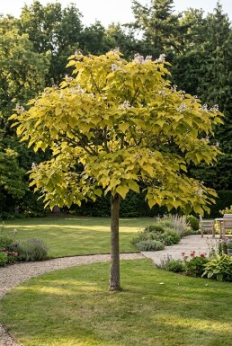 Catalpa bignonioides 'Aurea' demi-tige hauteur de tronc 150 cm C10