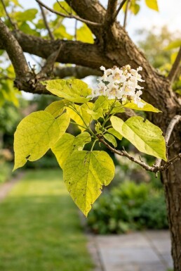Catalpa bignonioides 'Aurea' demi-tige hauteur de tronc 150 cm C10