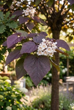 Catalpa erubescens 'Purpurea' demi-tige 120 cm C10