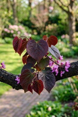 Cercis canadensis 'Forest Pansy' forme ramifiée 175-200 cm C10