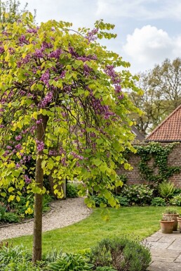 Cercis canadensis 'Golden Falls' forme pleureuse 175-200 cm C10