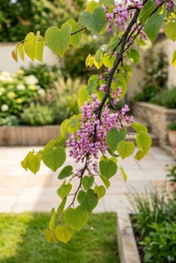 Cercis canadensis 'Golden Falls' forme pleureuse 175-200 cm C10