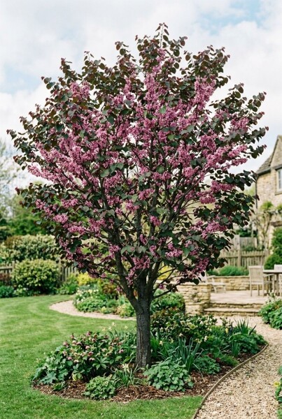 Cercis canadensis 'Merlot' ramifié 175-200 cm C10