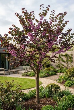 Cercis canadensis 'Merlot' ramifié 175-200 cm C10