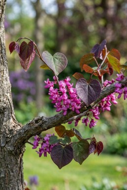Cercis canadensis 'Merlot' ramifié 175-200 cm C10