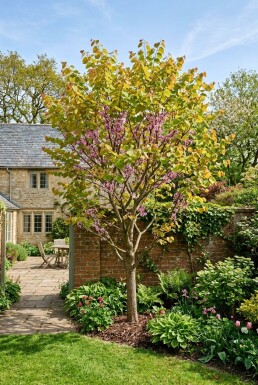 Cercis canadensis 'The Rising Sun' ramifié 150-175 cm C10