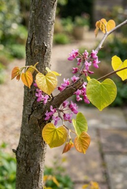 Cercis canadensis 'The Rising Sun' ramifié 150-175 cm C10