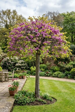 Cercis canadensis 'Traveller' demi-tige hauteur de tronc 120 cm C12